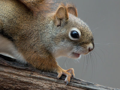 Red Squirrel