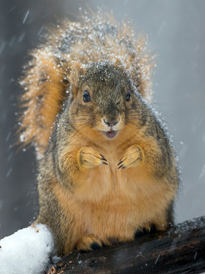 Fox Squirrel