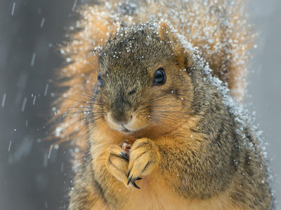 Fox Squirrel Eating Bitternut Hickory Nut