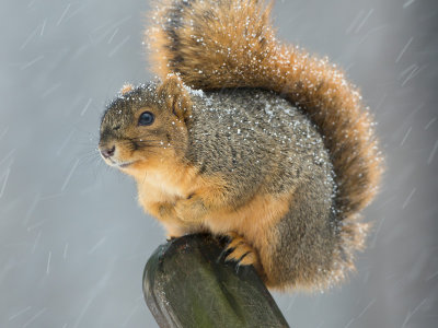 Fox Squirrel