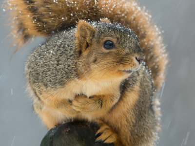 Fox Squirrel