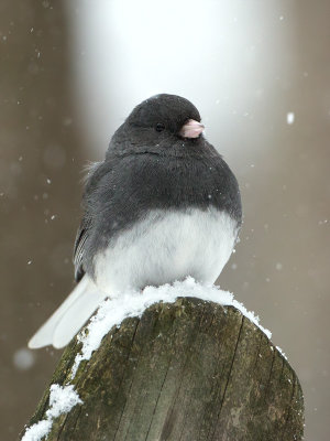 Junco