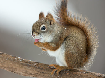 Red Squirrel