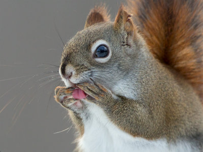 Red Squirrel