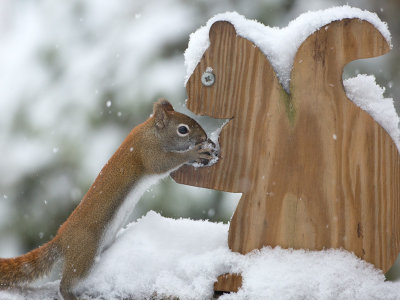 Red Squirrel with Bitternut Hickory Nut
