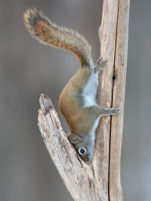 Red Squirrel