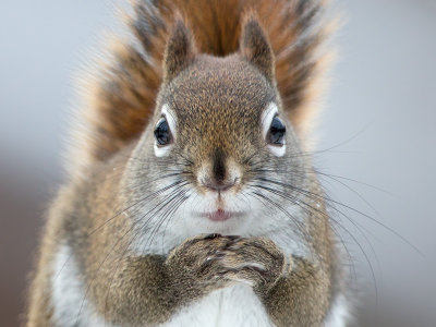 Red Squirrel