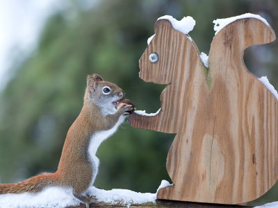 Red Squirrel with Bitternut Hickory Nut