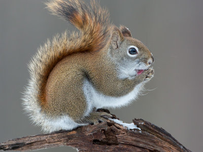 Red Squirrel