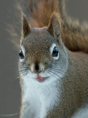 Red Squirrel
