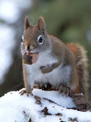 Red Squirrel with Bitternut Hickory Nut