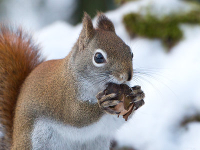 Red Squirrel with Bitternut Hickory Nut