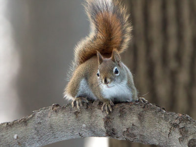 Red Squirrel