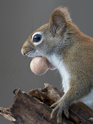 Red Squirrel with Bitternut Hickory Nut