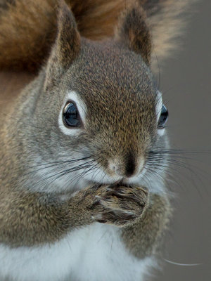Red Squirrel