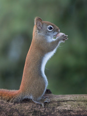Red Squirrel with Bitternut Hickory Nut