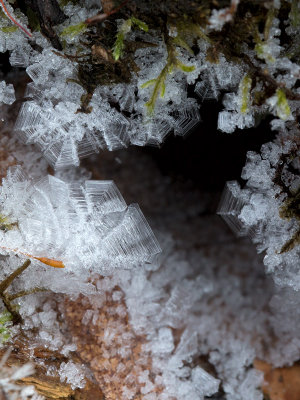 Ice Crystals on Moss