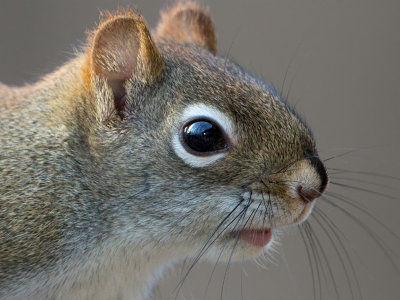 Red Squirrel