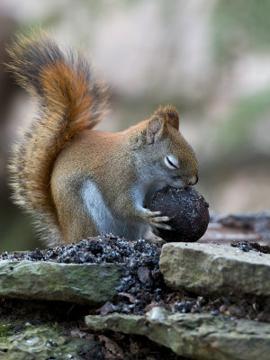 Red Squirrel with Black Walnut