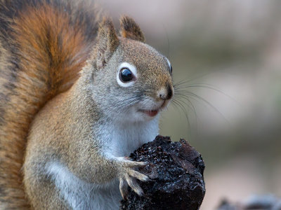 Red Squirrel with Black Walnut