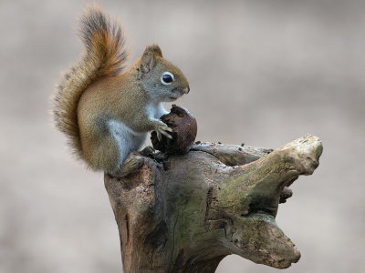 Red Squirrel with Black Walnut