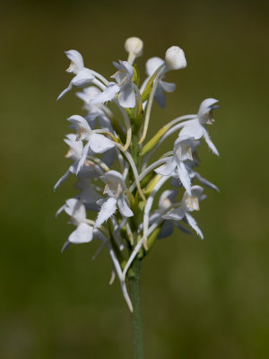 White-fringed Orchid