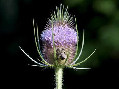 Teasel