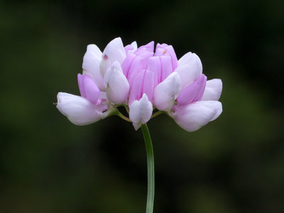 Crown Vetch