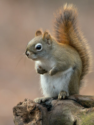 Red Squirrel