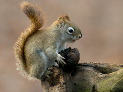Red Squirrel with Black Walnut