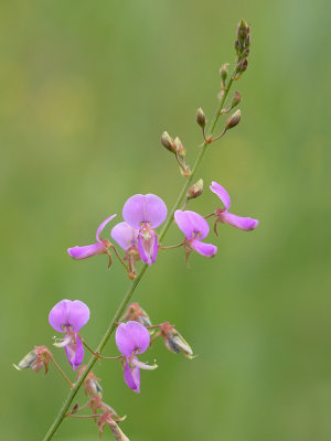 Showy Tick Trefoil