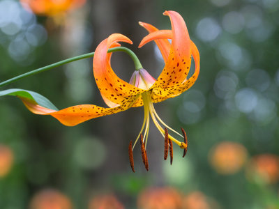 Turk's Cap Lily