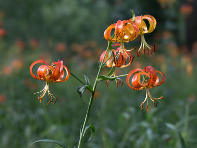 Turks Cap Lily