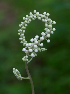 Black Cohosh