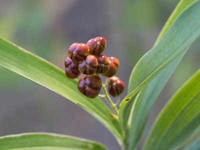 Starry False Solomon's Seal