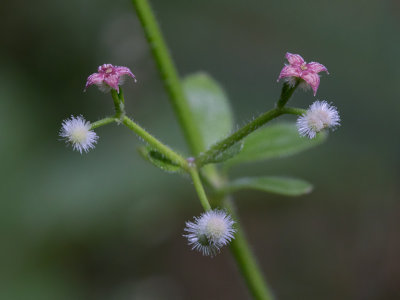 Hairy Bedstraw