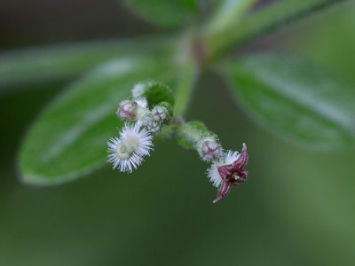 Hairy Bedstraw