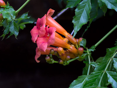 Trumpet Vine