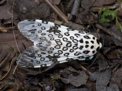 Giant Leopard Moth