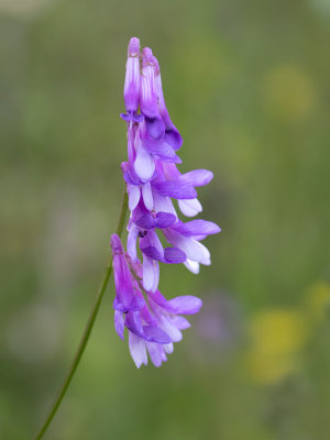 Cow Vetch