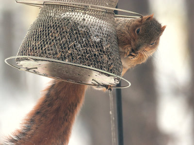 Fox Squirrel Raids Feeder