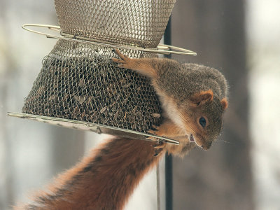 Fox Squirrel Raids Feeder