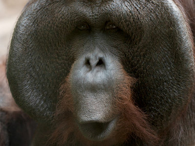 Orangutan Sings