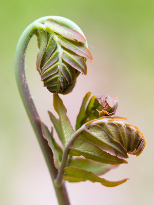 Royal Fern Unfolding