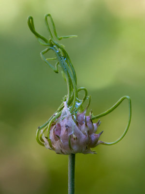 Field Garlic