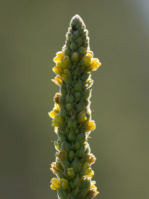 Common Mullein