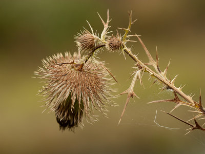 Thistle