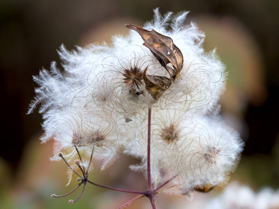 Virgin's Bower Seeds