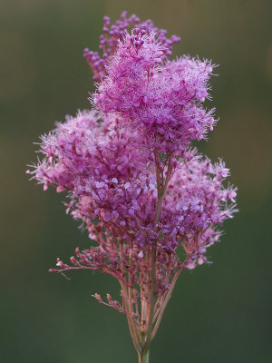 Queen-of-the-prairie