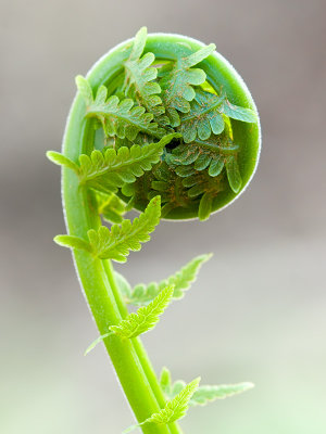 Ostrich Fern Unfolding